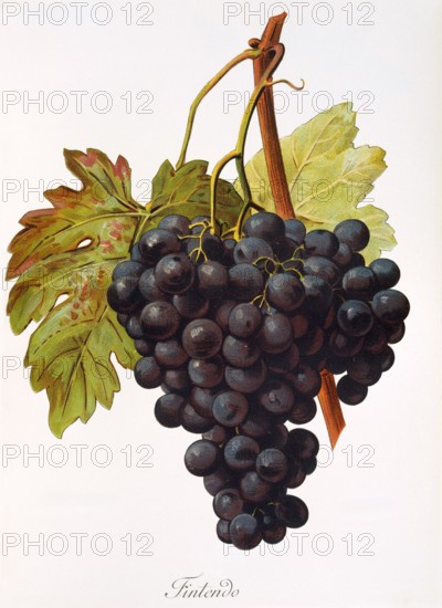 Ampelograhie. grape variety science. oenology. viticulture. grape. vine. Fintendo grape. digitally enhanced reproduction of a model by Alexis Kreyder (1839 to 1912). historical