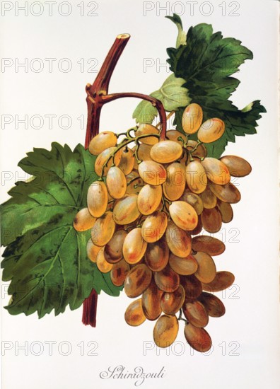 Ampelograhie. grape variety science. oenology. viticulture. grape. vine. Schiradzouli grape. digitally enhanced reproduction of a model by Alexis Kreyder (1839 to 1912). historical