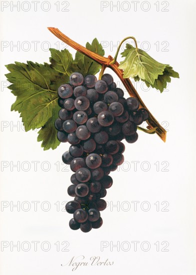 Ampelograhie. grape variety science. oenology. viticulture. grape. vine. Negru Vertos grape. digitally enhanced reproduction of a model by Alexis Kreyder (1839 to 1912). historical