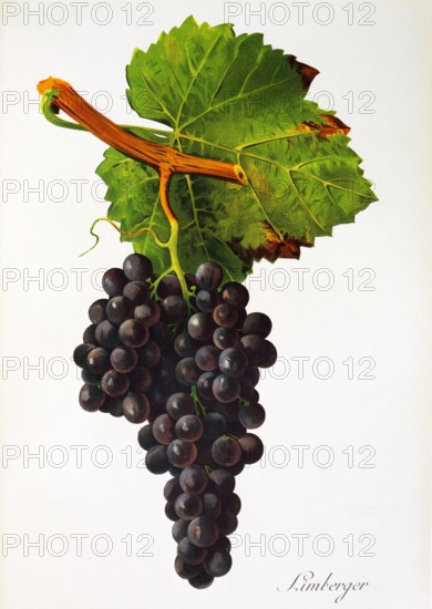 Ampelograhie. grape variety science. oenology. viticulture. grape. vine. Limberger grape. digitally enhanced reproduction of a model by Jules Tronca (1855 to 1915). historical
