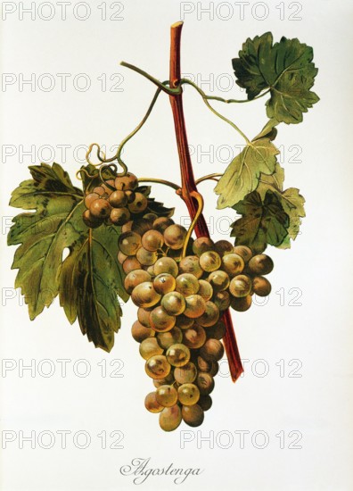 Ampelograhie. grape variety science. oenology. viticulture. grape. vine. Agostenga grape. digitally enhanced reproduction of a model by Alexis Kreyder (1839 to 1912). historical