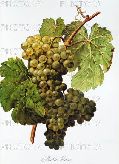 Ampelograhie. grape variety science. oenology. viticulture. grape. vine. Aubin Blanc grape. digitally enhanced reproduction of a model by Alexis Kreyder (1839 to 1912). historical