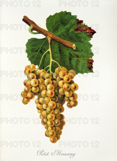 Ampelograhie. grape variety science. oenology. viticulture. grape. vine. Petit Manseng grape. digitally enhanced reproduction of a model by Jules Tronca (1855 to 1915). historical
