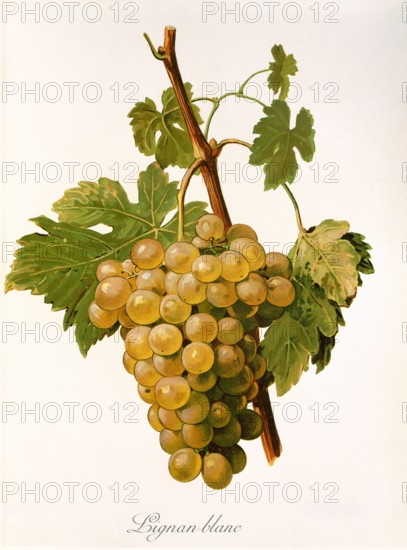 Ampelograhie. grape variety science. oenology. viticulture. grape. vine. Lignan Blanc grape. digitally enhanced reproduction of a model by Alexis Kreyder (1839 to 1912). historical