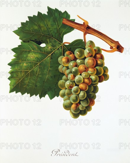 Ampelograhie. grape variety science. oenology. viticulture. grape. grapevine. President grape. digitally enhanced reproduction of a model by Jules Tronca (1855 to 1915). historical