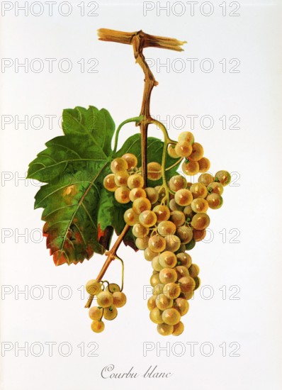 Ampelograhie. grape variety science. oenology. viticulture. grape. vine. Courbu Blanc grape. digitally enhanced reproduction of a model by Jules Tronca (1855 to 1915). historical