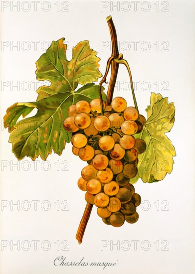 Ampelograhie. grape variety science. oenology. viticulture. grape. vine. Chasselas Musque' grape. digitally enhanced reproduction of a model by Alexis Kreyder (1839 to 1912). historical