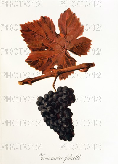 Ampelograhie. grape variety science. oenology. viticulture. grape. vine. Teinturier Femelle grape. digitally enhanced reproduction of a model by Jules Tronca (1855 to 1915). historical