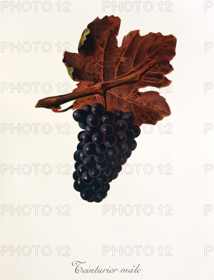 Ampelograhie. grape variety science. oenology. viticulture. grape. grapevine. Teinturier Male grape. digitally enhanced reproduction of a model by Jules Tronca (1855 to 1915). historical