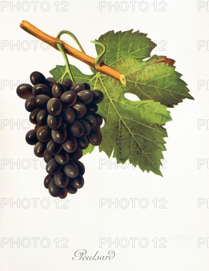 Ampelograhie. grape variety science. oenology. viticulture. grape. vine. Poulsard grape. digitally enhanced reproduction of a model by Jules Tronca (1855 to 1915). historical