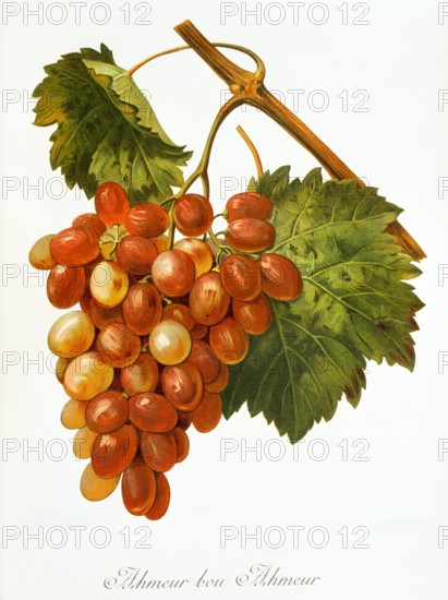 Ampelograhie. grape variety science. oenology. viticulture. grape. vine. Ahmeur Bou Hameur grape. digitally enhanced reproduction of a model by Alexis Kreyder (1839 to 1912). historical