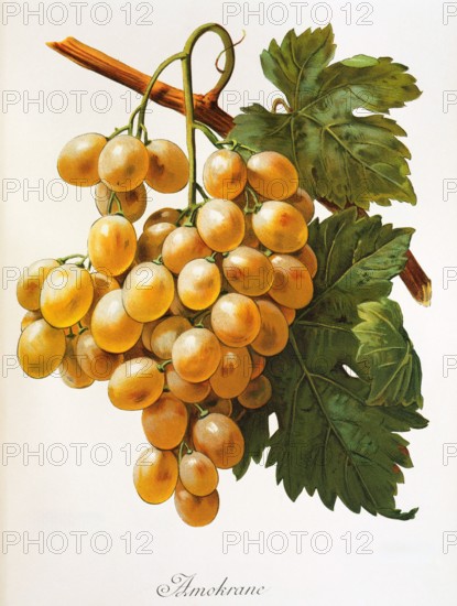 Ampelograhie. grape variety science. oenology. viticulture. grape. grapevine. Amokrane grape. digitally enhanced reproduction of a model by Alexis Kreyder (1839 to 1912). historical