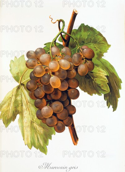 Ampelograhie. grape variety science. oenology. viticulture. grape. vine. Morocain Gris grape. digitally enhanced reproduction of a model by Alexis Kreyder (1839 to 1912). historical