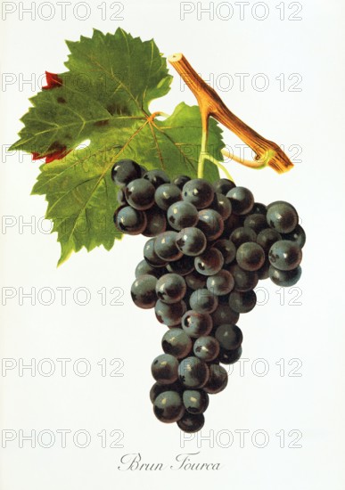 Ampelograhie. grape variety science. oenology. viticulture. grape. grapevine. Brun Fourca grape. digitally enhanced reproduction of a model by Jules Tronca (1855 to 1915). historical