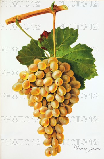 Ampelograhie. grape variety science. oenology. viticulture. grape. vine. Panse Jaune grape. digitally enhanced reproduction of a model by Jules Tronca (1855 to 1915). historical