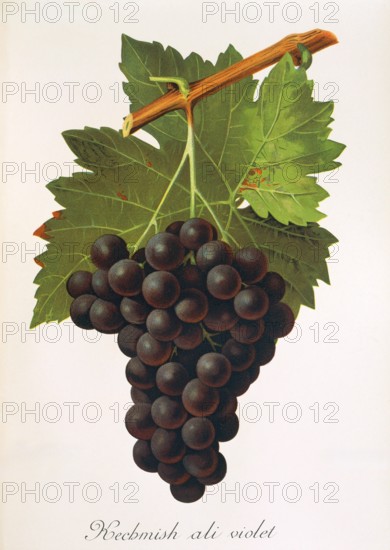 Ampelograhie. grape variety science. oenology. viticulture. grape. vine. Kechmish Ali Violet grape. digitally enhanced reproduction of a model by Jules Tronca (1855 to 1915). historical