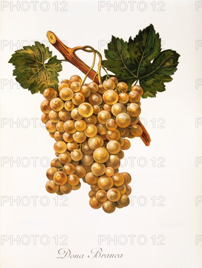 Ampelograhie. grape variety science. oenology. viticulture. grape. grapevine. Dona Branca grape. digitally enhanced reproduction of a model by Alexis Kreyder (1839 to 1912). historical