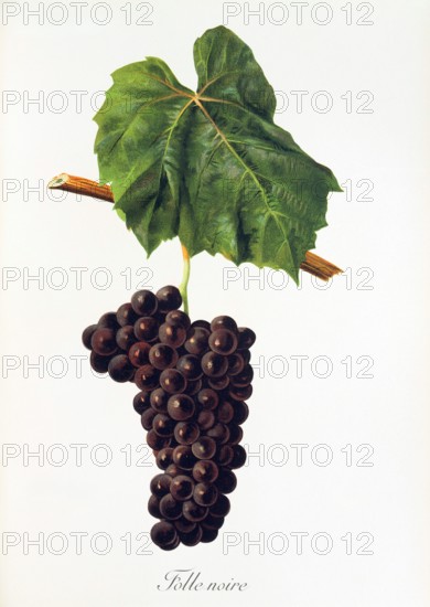 Ampelograhie. grape variety science. oenology. viticulture. grape. grapevine. Folle Noire grape. digitally enhanced reproduction of a model by Jules Tronca (1855 to 1915). historical