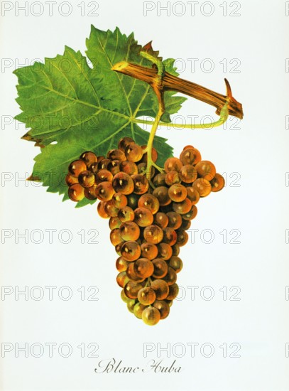 Ampelograhie. grape variety science. oenology. viticulture. grape. grapevine. Blanc Auba grape. digitally enhanced reproduction of a model by Jules Tronca (1855 to 1915). historical
