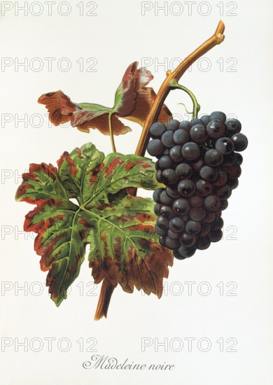 Ampelograhie. grape variety science. oenology. viticulture. grape. vine. Madeleine Noire grape. digitally enhanced reproduction of a model by Alexis Kreyder (1839 to 1912). historical