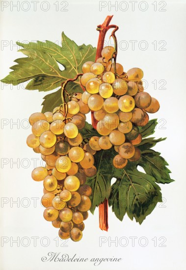 Ampelograhie. grape variety science. oenology. viticulture. grape. vine. Madeleine Angevine grape. digitally enhanced reproduction of a model by Alexis Kreyder (1839 to 1912). historical