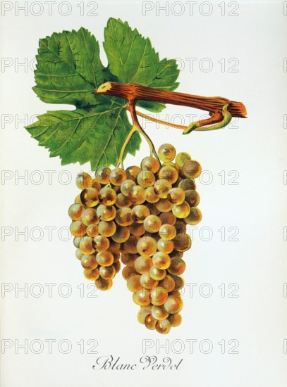 Ampelograhie. grape variety science. oenology. viticulture. grape. vine. Blanc Verdet grape. digitally enhanced reproduction of a model by Jules Tronca (1855 to 1915). historical