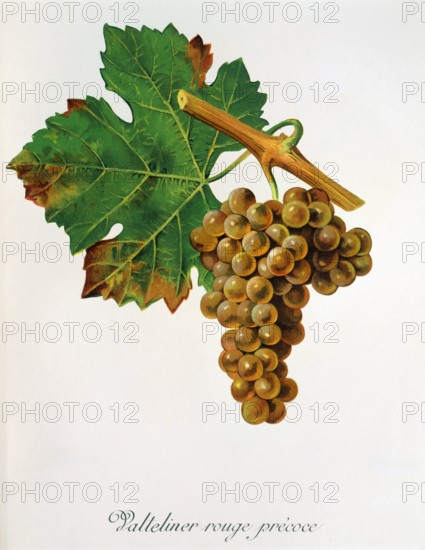 Ampelograhie. grape variety science. oenology. viticulture. grape. vine. Valteliner Rouge Precoce grape. digitally enhanced reproduction of a model by Jules Tronca (1855 to 1915). historical