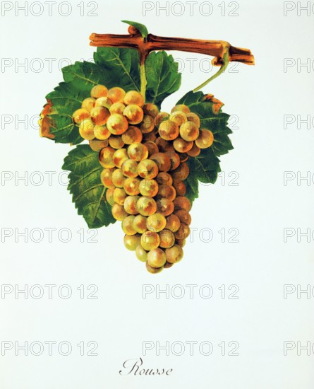 Ampelograhie. grape variety science. oenology. viticulture. grape. vine. Rousse grape. digitally enhanced reproduction of a model by Jules Tronca (1855 to 1915). historical