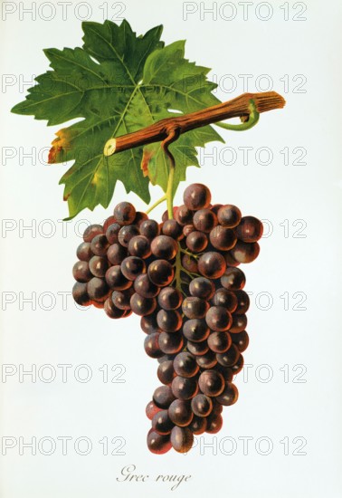 Ampelograhie. grape variety science. oenology. viticulture. grape. vine. Grec Rouge grape. digitally enhanced reproduction of a model by Jules Tronca (1855 to 1915). historical