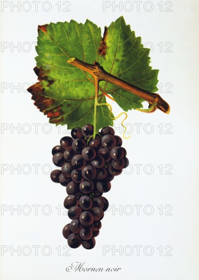 Ampelograhie. grape variety science. oenology. viticulture. grape. grapevine. Mornen Noir grape. digitally enhanced reproduction of a model by Jules Tronca (1855 to 1915). historical