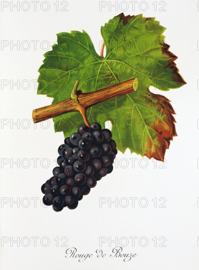 Ampelograhie. grape variety science. oenology. viticulture. grape. vine. Rouge de Bouze grape. digitally enhanced reproduction of a model by Jules Tronca (1855 to 1915). historical