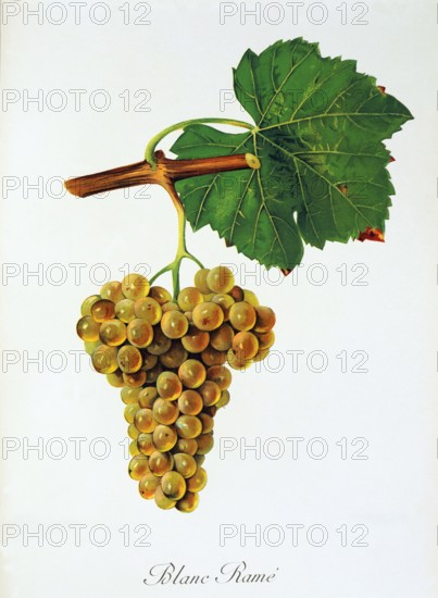 Ampelograhie. grape variety science. oenology. viticulture. grape. grapevine. Blanc Rame' grape. digitally enhanced reproduction of a model by Jules Tronca (1855 to 1915). historical