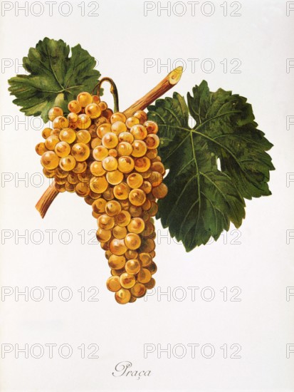 Ampelograhie. grape variety science. oenology. viticulture. grape. vine. Praca grape. digitally enhanced reproduction of a model by Alexis Kreyder (1839 to 1912). historical