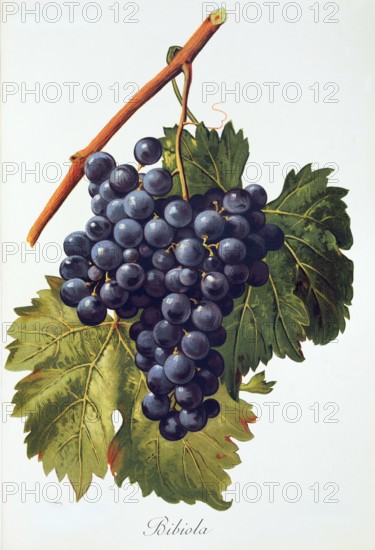 Ampelograhie. grape variety science. oenology. viticulture. grape. vine. Bibiola grape. digitally enhanced reproduction of a model by Alexis Kreyder (1839 to 1912). historical