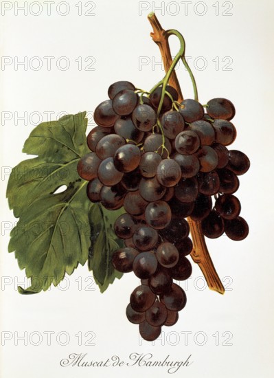 Ampelograhie. grape variety science. oenology. viticulture. grape. vine. Muscat de Hamburgh grape. digitally enhanced reproduction of a model by Alexis Kreyder (1839 to 1912). historical