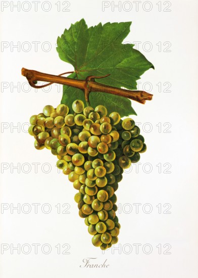 Ampelograhie. grape variety science. oenology. viticulture. grape. grapevine. Franche grape. digitally enhanced reproduction of a model by Jules Tronca (1855 to 1915). historical