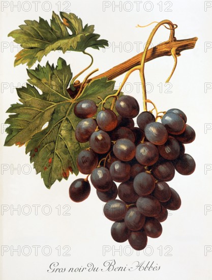 Ampelograhie. grape variety science. oenology. viticulture. grape. grapevine. Abbes grape. digitally enhanced reproduction of a model by Alexis Kreyder (1839 to 1912). historical
