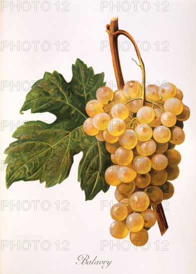 Ampelograhie. grape variety science. oenology. viticulture. grape. vine. Balavry grape. digitally enhanced reproduction of a model by Alexis Kreyder (1839 to 1912). historical