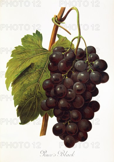 Ampelograhie. grape variety science. oenology. viticulture. grape. vine. Pince's Black grape. digitally enhanced reproduction of a model by Alexis Kreyder (1839 to 1912). historical