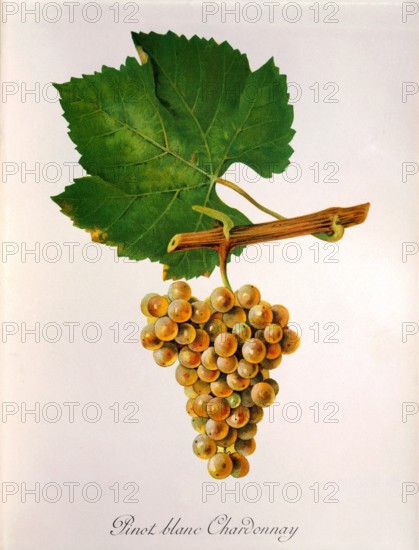 Ampelograhie. grape variety science. oenology. viticulture. grape. vine. Pinot Blanc Chardonnay grape. digitally enhanced reproduction of a model by Jules Tronca (1855 to 1915). historical
