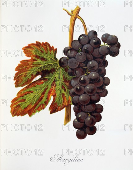 Ampelograhie. grape variety science. oenology. viticulture. grape. grapevine. Margilien grape. digitally enhanced reproduction of a model by Alexis Kreyder (1839 to 1912). historical
