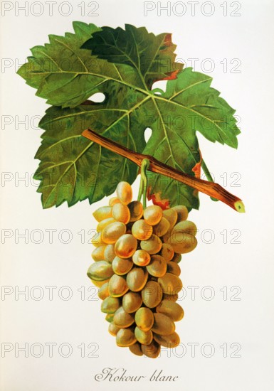 Ampelograhie. grape variety science. oenology. viticulture. grape. vine. Kokour Blanc grape. digitally enhanced reproduction of a model by Jules Tronca (1855 to 1915). historical
