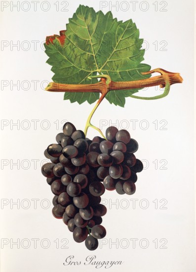 Ampelograhie. grape variety science. oenology. viticulture. grape. vine. Gros Paugayen grape. digitally enhanced reproduction of a model by Jules Tronca (1855 to 1915). historical