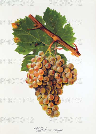 Ampelograhie. grape variety science. oenology. viticulture. grape. vine. Valteliner Rouge grape. digitally enhanced reproduction of a model by Jules Tronca (1855 to 1915). historical