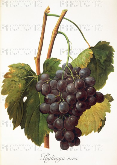 Ampelograhie. grape variety science. oenology. viticulture. grape. grapevine. Luglienga Nera grape. digitally enhanced reproduction of a model by Alexis Kreyder (1839 to 1912). historical