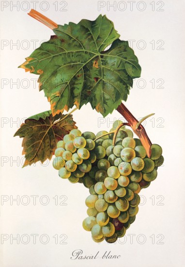 Ampelograhie. grape variety science. oenology. viticulture. grape. grapevine. Pascal Blanc grape. digitally enhanced reproduction of a model by Jules Tronca (1855 to 1915). historical