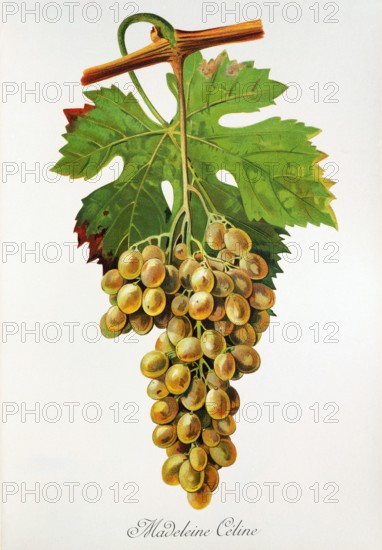 Ampelograhie. grape variety science. oenology. viticulture. grape. vine. Madeleine Celine grape. digitally enhanced reproduction of a model by Jules Tronca (1855 to 1915). historical