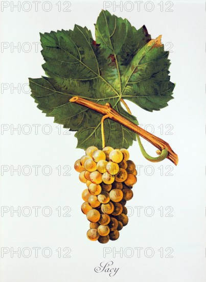 Ampelograhie. grape variety science. oenology. viticulture. grape. grapevine. Albourla grape. digitally enhanced reproduction of a model by Jules Tronca (1855 to 1915). historical