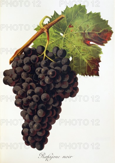 Ampelograhie. grape variety science. oenology. viticulture. grape. grapevine. Rafajone Noir grape. digitally enhanced reproduction of a model by Jules Tronca (1855 to 1915). historical