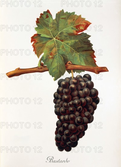 Ampelograhie. grape variety science. oenology. viticulture. grape. grapevine. Bastardo grape. digitally enhanced reproduction of a model by Jules Tronca (1855 to 1915). historical